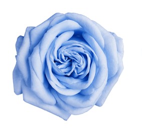 Image of Beautiful blooming light blue rose on white background