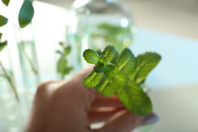 Lab assistant holding green plant on blurred background, closeup. Biological chemistry