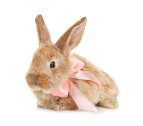 Adorable furry Easter bunny with cute bow tie on white background