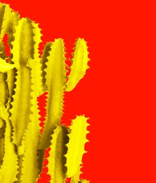 Image of Yellow cactus on red background. Creative design