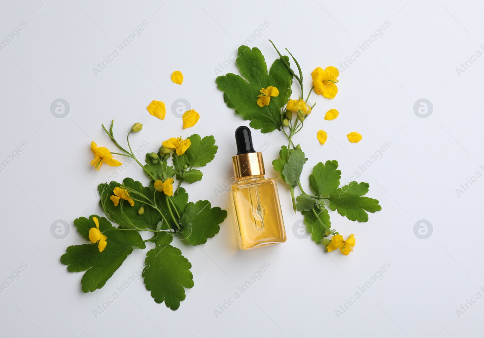 Photo of Bottle of natural celandine oil and flowers on light background, top view