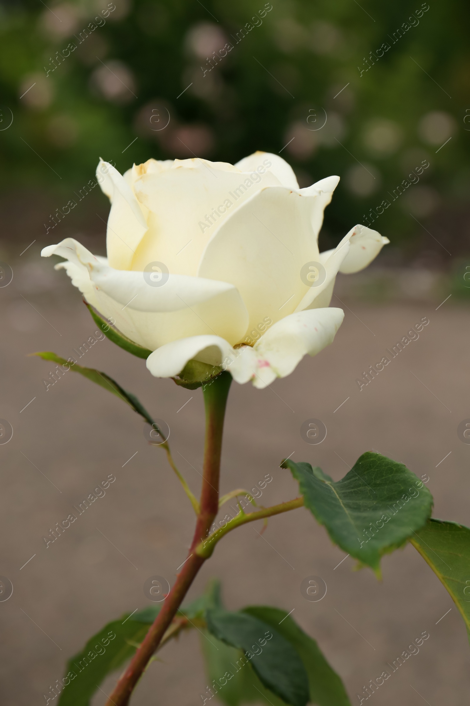 Photo of Closeup view of beautiful blooming rose bush outdoors