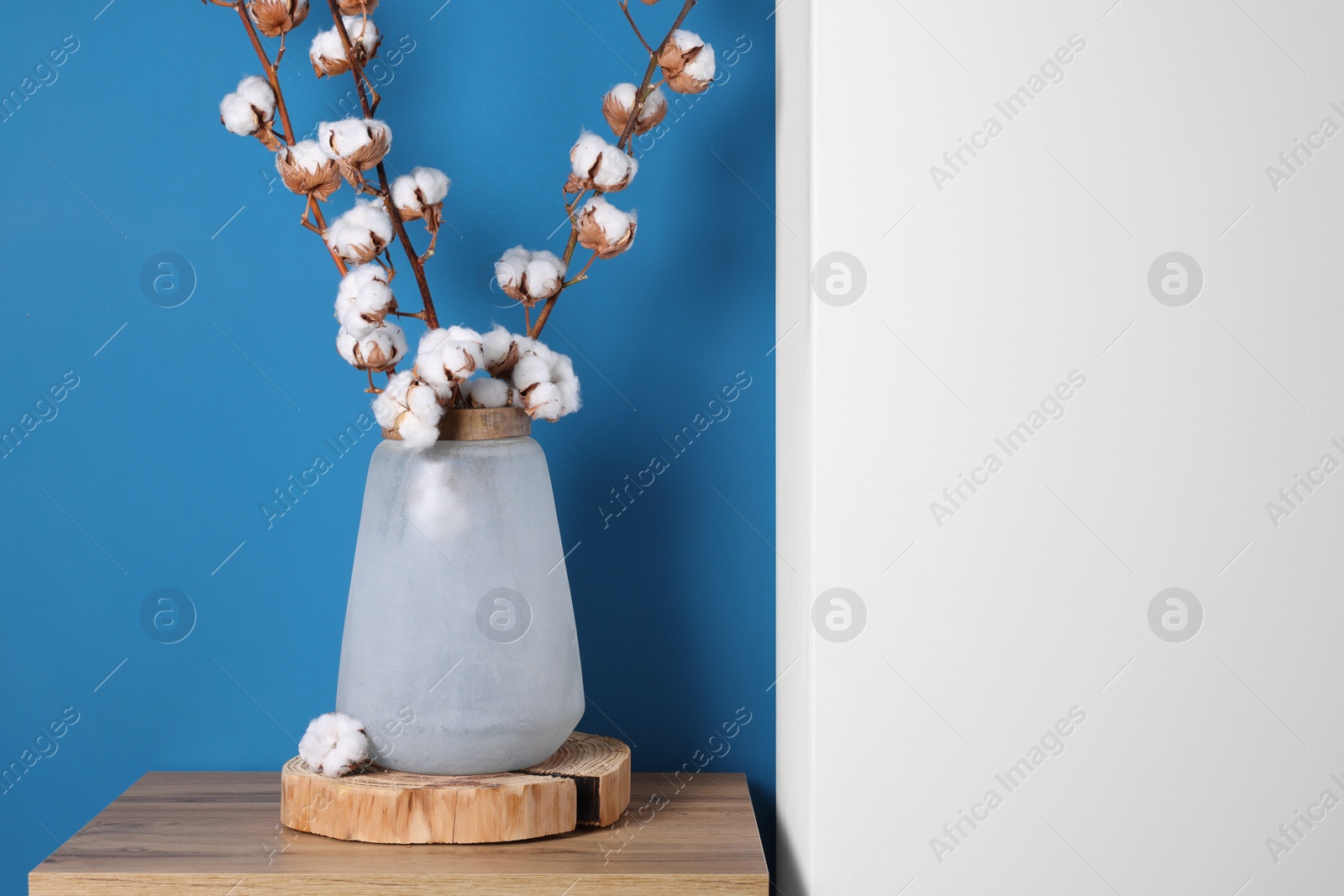 Photo of Cotton branches with fluffy flowers in vase on wooden table indoors. Space for text