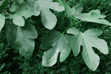 Photo of Beautiful fig tree with green leaves outdoors. Tropical plant