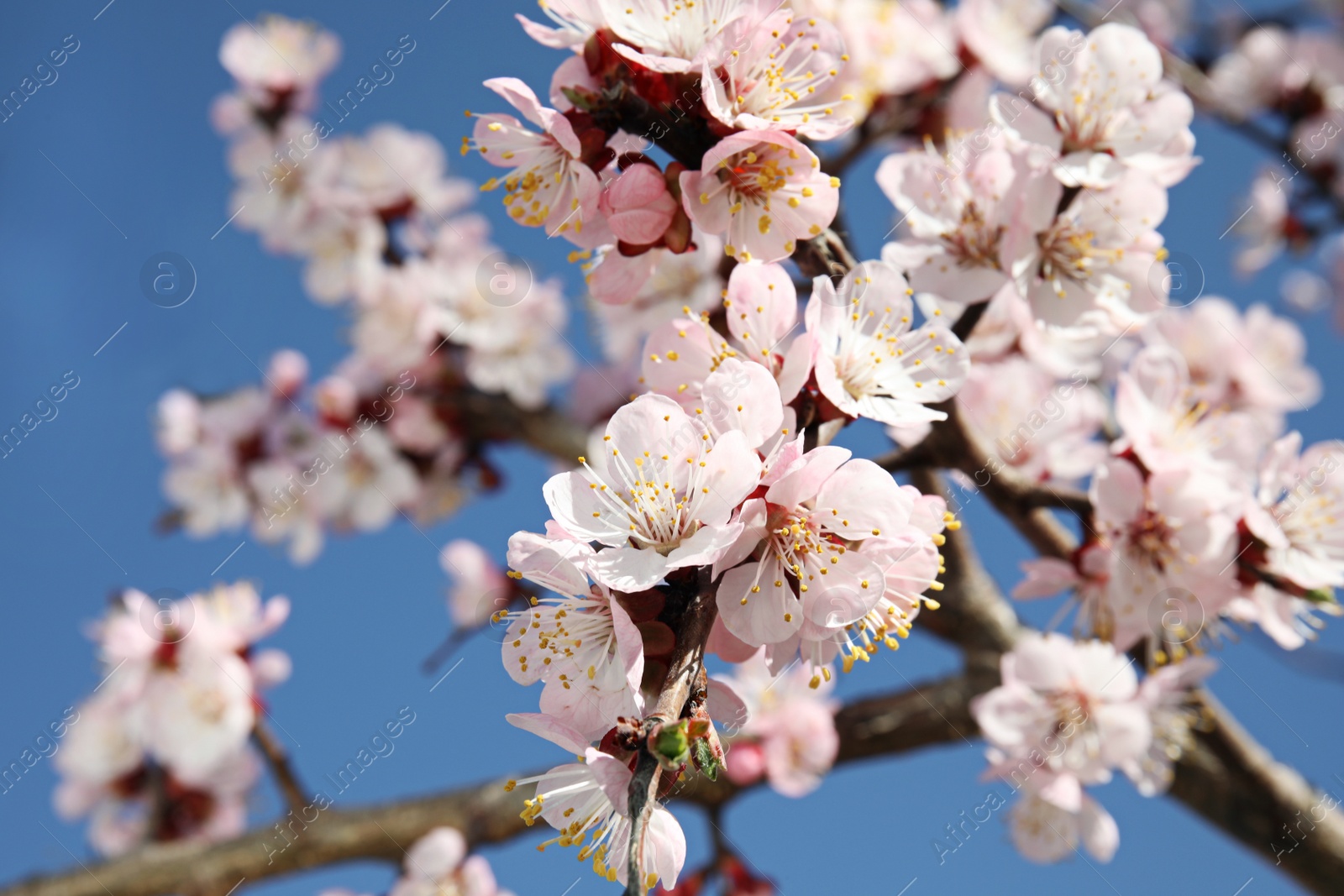 Photo of Closeup view of blossoming apricot tree on sunny day outdoors. Springtime