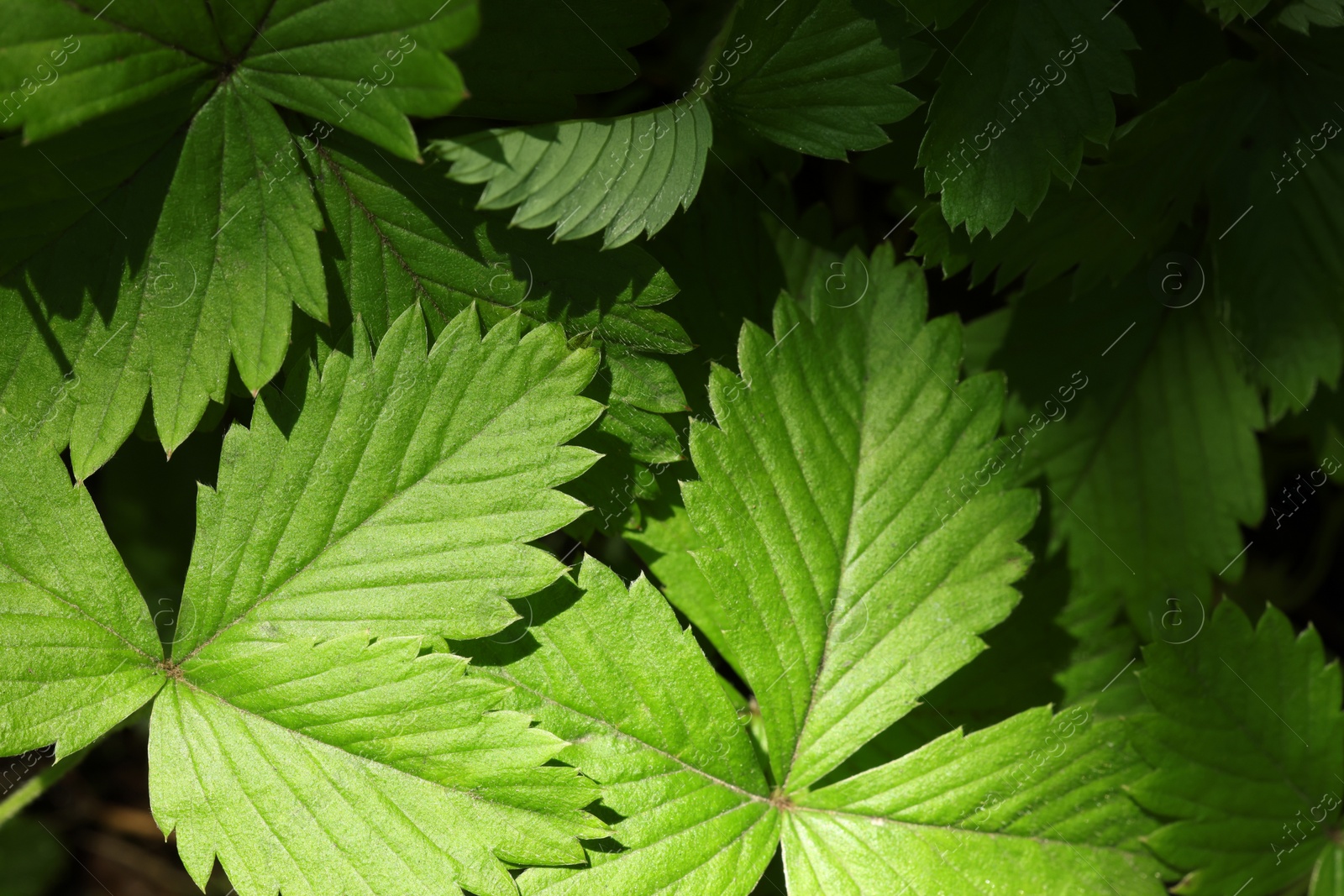 Photo of Many wild strawberry leaves as background, closeup