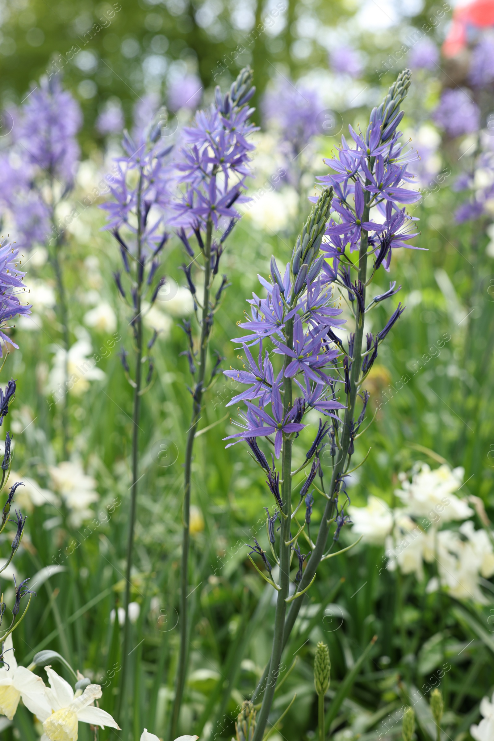 Photo of Beautiful Camassia growing among narcissus flowers outdoors, closeup. Spring season