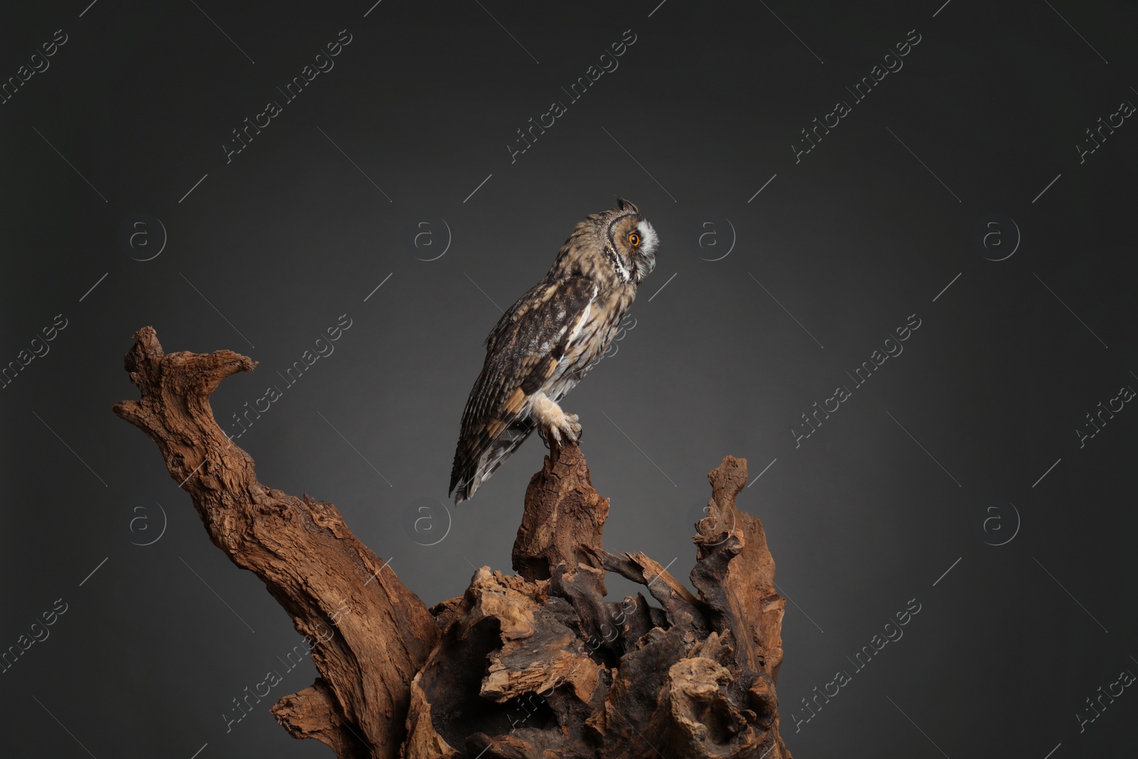 Photo of Beautiful eagle owl on tree against grey background. Predatory bird