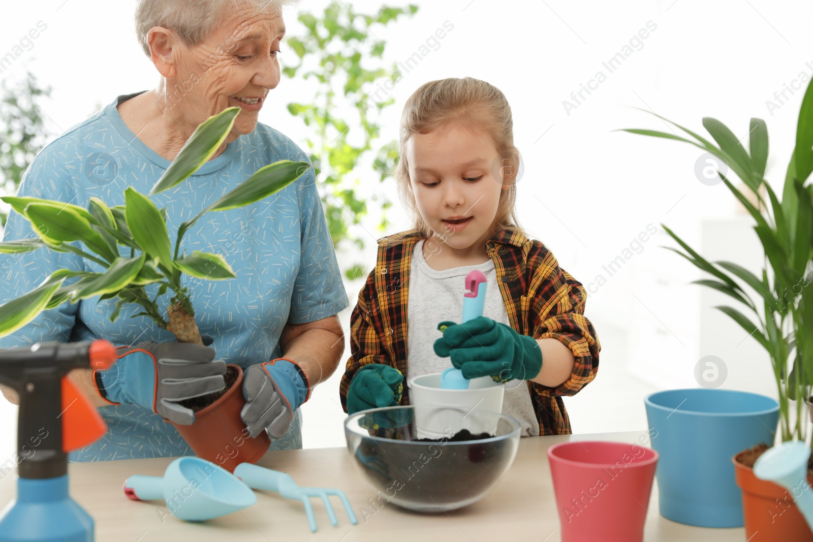 Photo of Little girl and her grandmother taking care of plants indoors