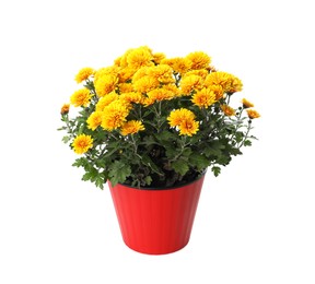 Photo of Beautiful yellow chrysanthemum flowers in red pot on white background