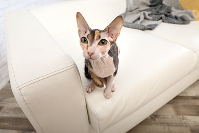 Photo of Adorable Sphynx cat looking into camera at home. Cute friendly pet