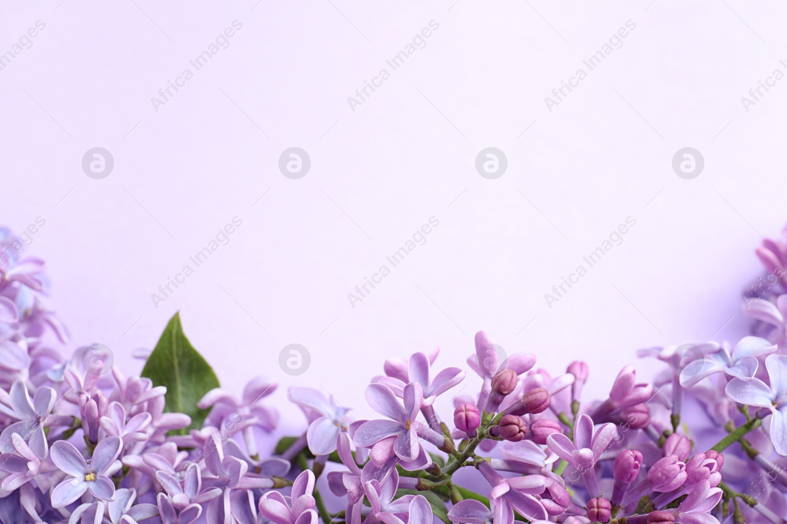 Photo of Blossoming lilac flowers on color background, closeup. Space for text