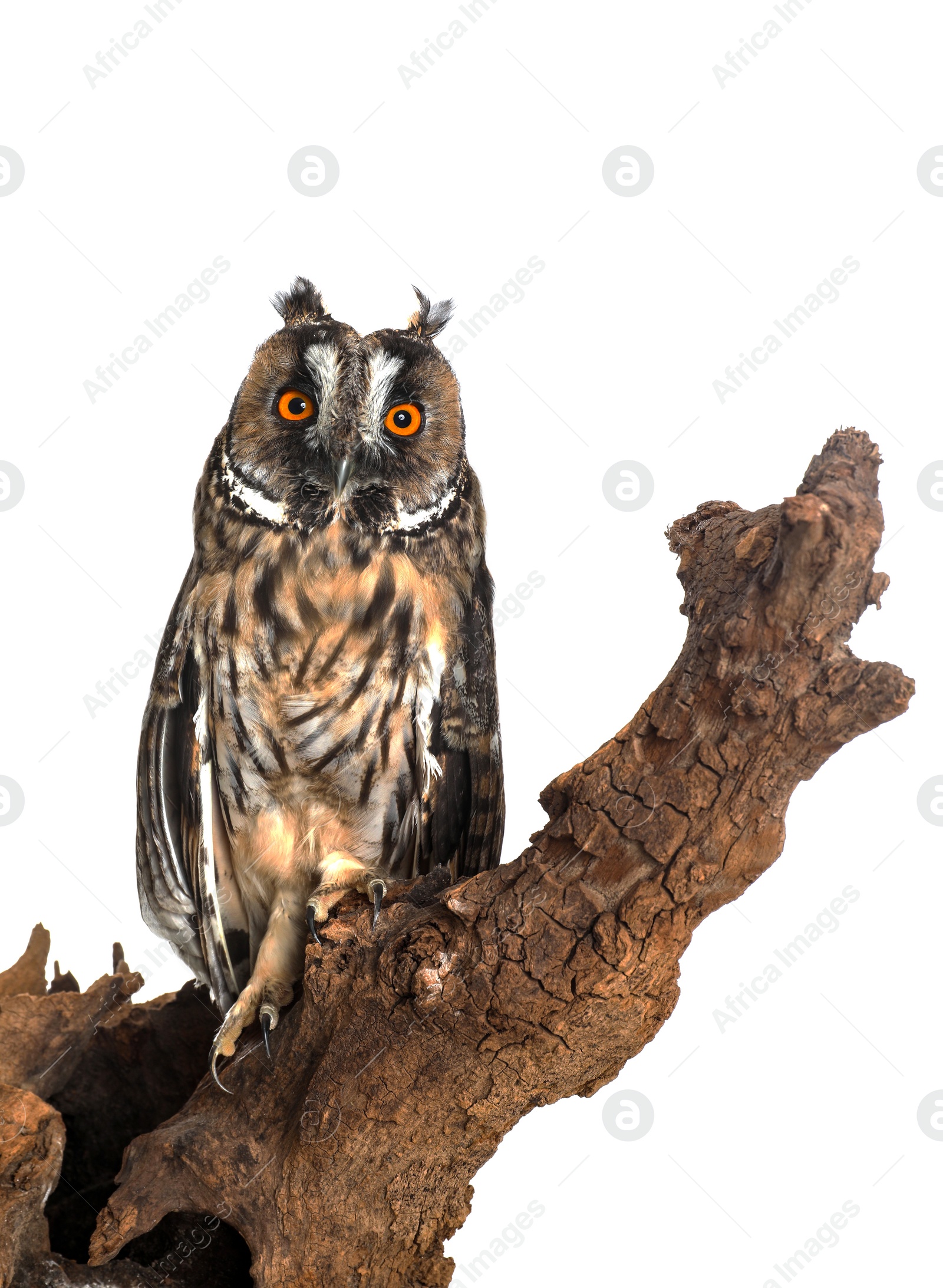 Photo of Beautiful eagle owl on tree against white background. Predatory bird