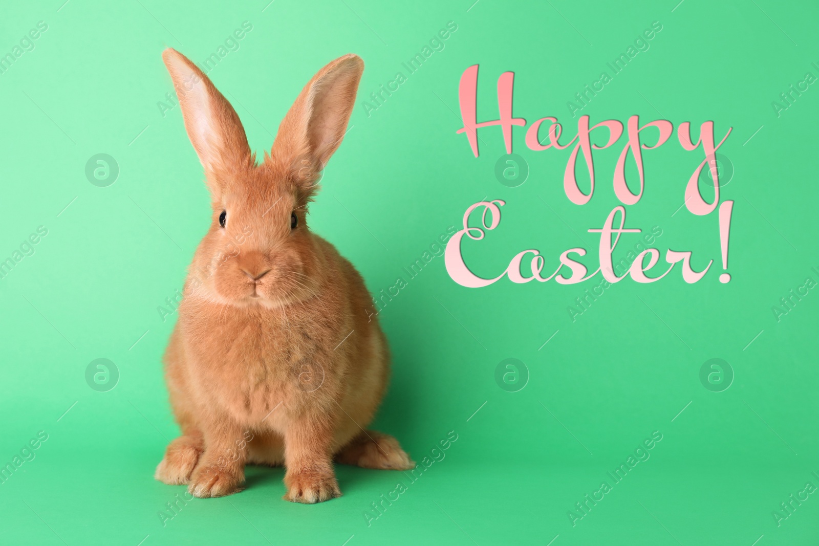 Image of Happy Easter! Cute bunny on green background 