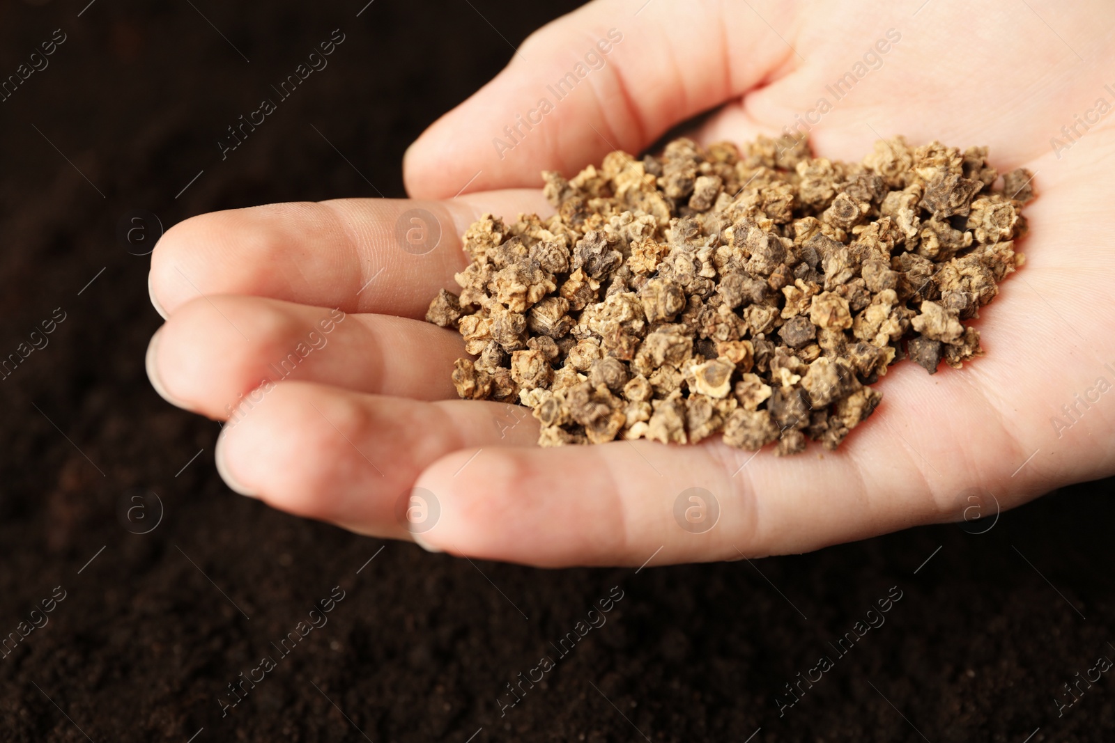 Photo of Woman holding pile of beet seeds over soil, closeup. Vegetable planting