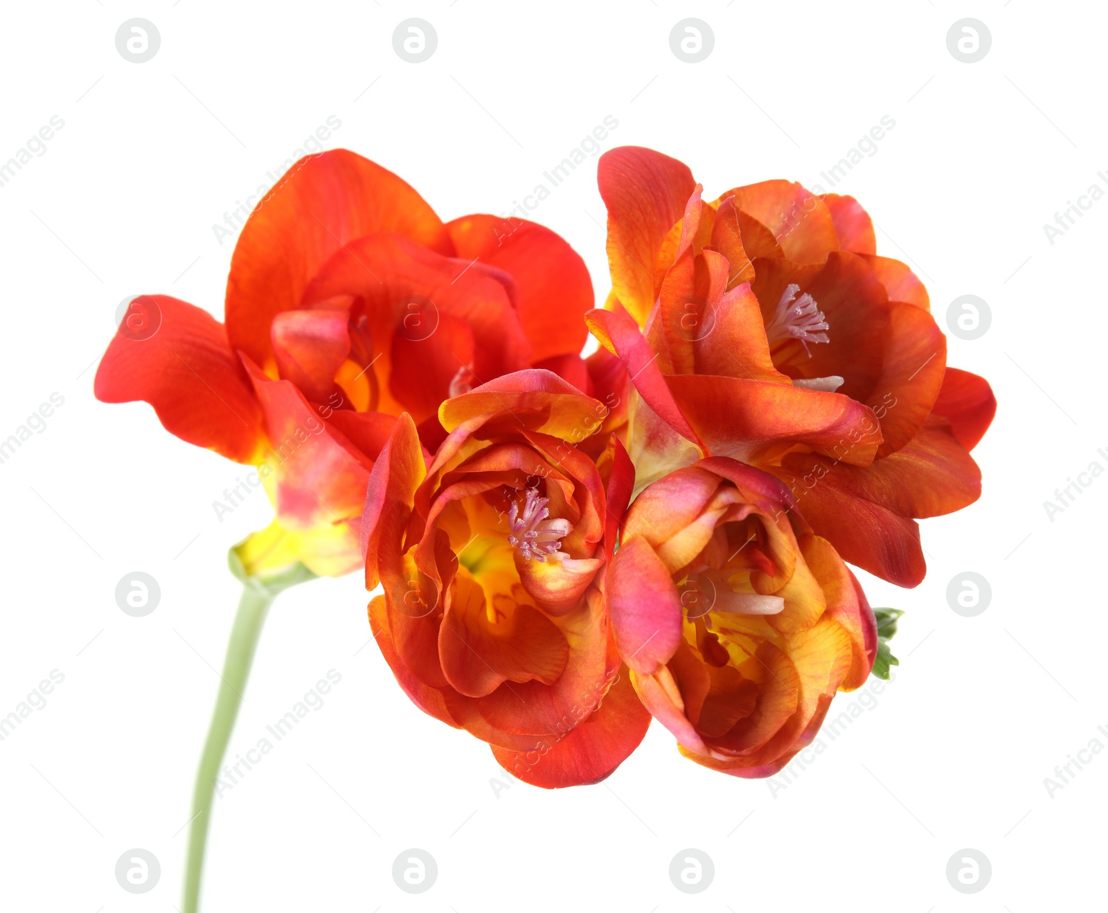 Photo of Beautiful spring freesia flower isolated on white