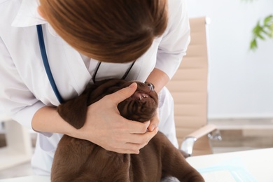 Photo of Professional veterinarian examining puppy's teeth in clinic