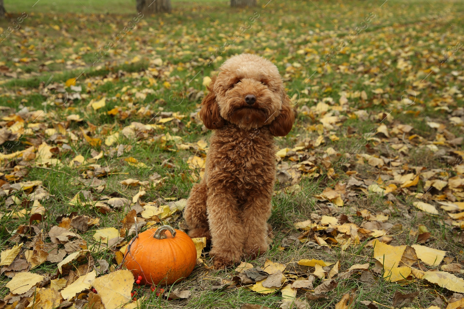 Photo of Cute fluffy dog and pumpkin on grass in autumn park