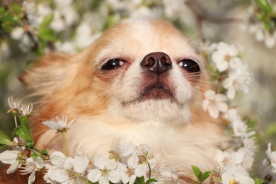 Photo of Cute fluffy Chihuahua dog near blossoming bush outdoors, closeup