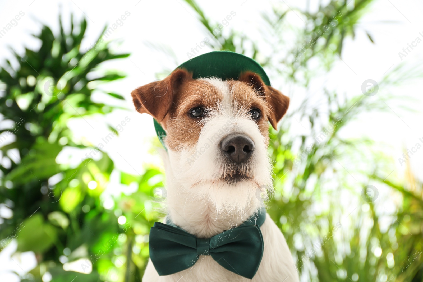 Photo of Jack Russell terrier with leprechaun hat and bow tie outdoors. St. Patrick's Day