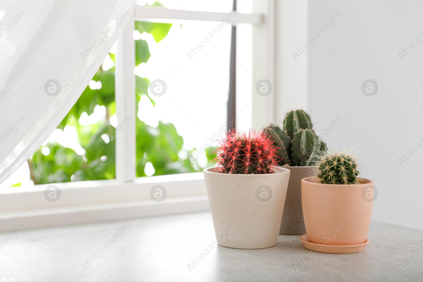Photo of Beautiful different cacti in pots on windowsill
