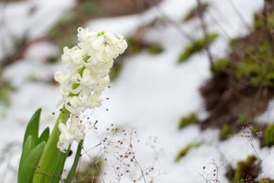 Beautiful white blooming hyacinth against blurred background, space for text. First spring flower