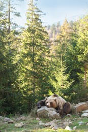 Photo of Brown bear in forest, space for text. Wild animal