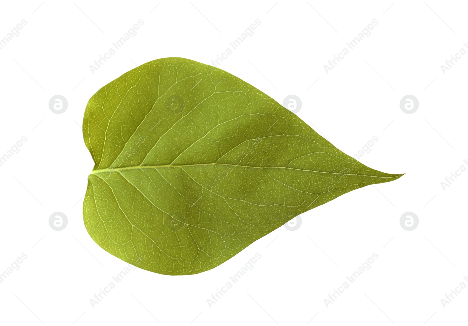 Photo of Leaf of sacred fig tree isolated on white. Buddhism concept