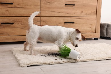 Photo of Cute dog near overturned houseplant on rug indoors