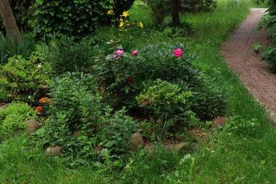 Different plants near paved path in beautiful park. Gardening and landscaping