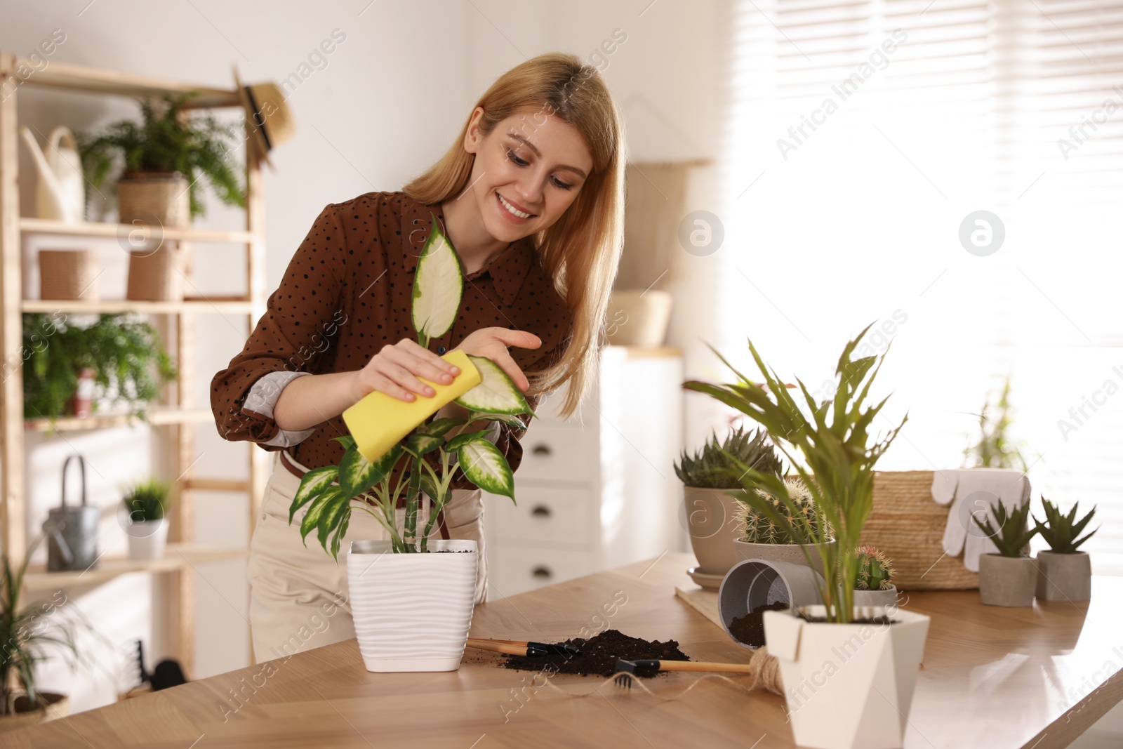 Photo of Young woman wiping Dieffenbachia plant at home. Engaging hobby