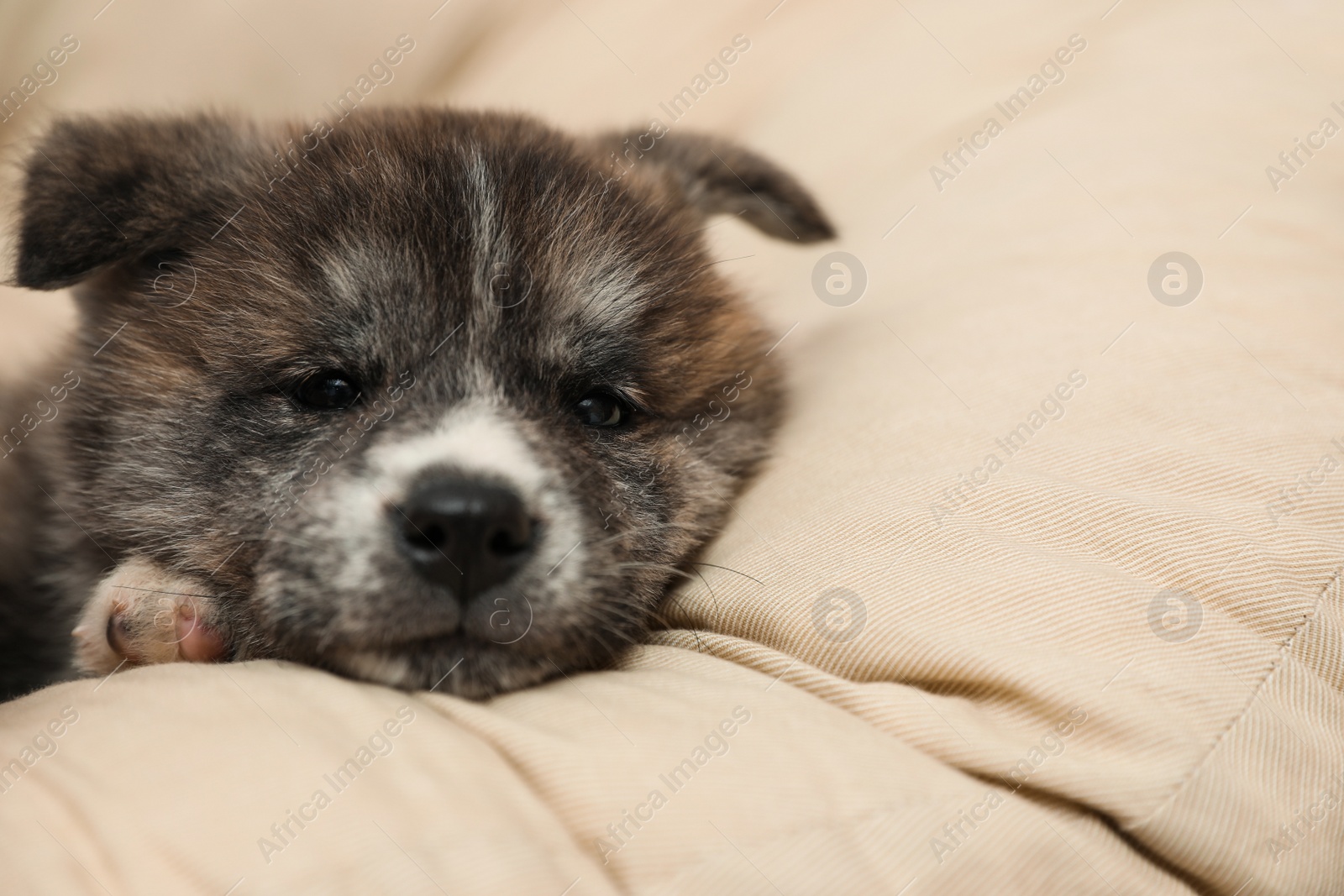 Photo of Akita inu puppy on pillow. Cute dog