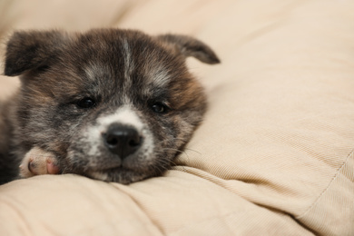 Photo of Akita inu puppy on pillow. Cute dog