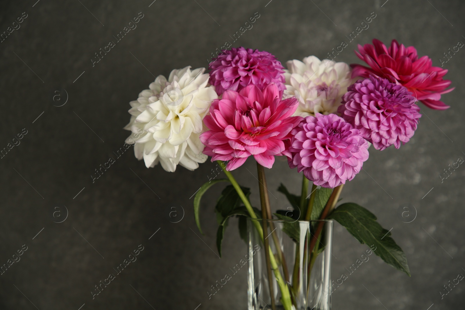 Bouquet of beautiful Dahlia flowers near dark grey wall, closeup Photo of Bouquet of beautiful Dahlia flowers near dark grey wall, closeup