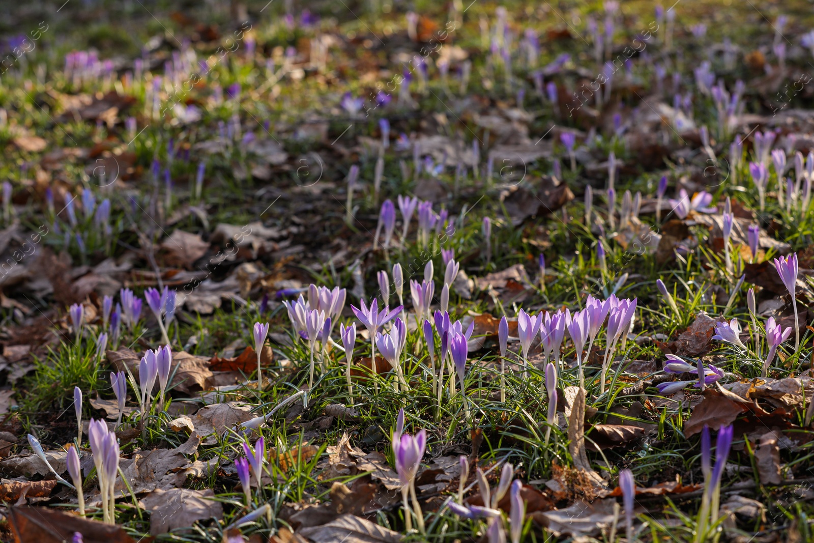 Photo of Many beautiful bright crocus flowers growing outdoors