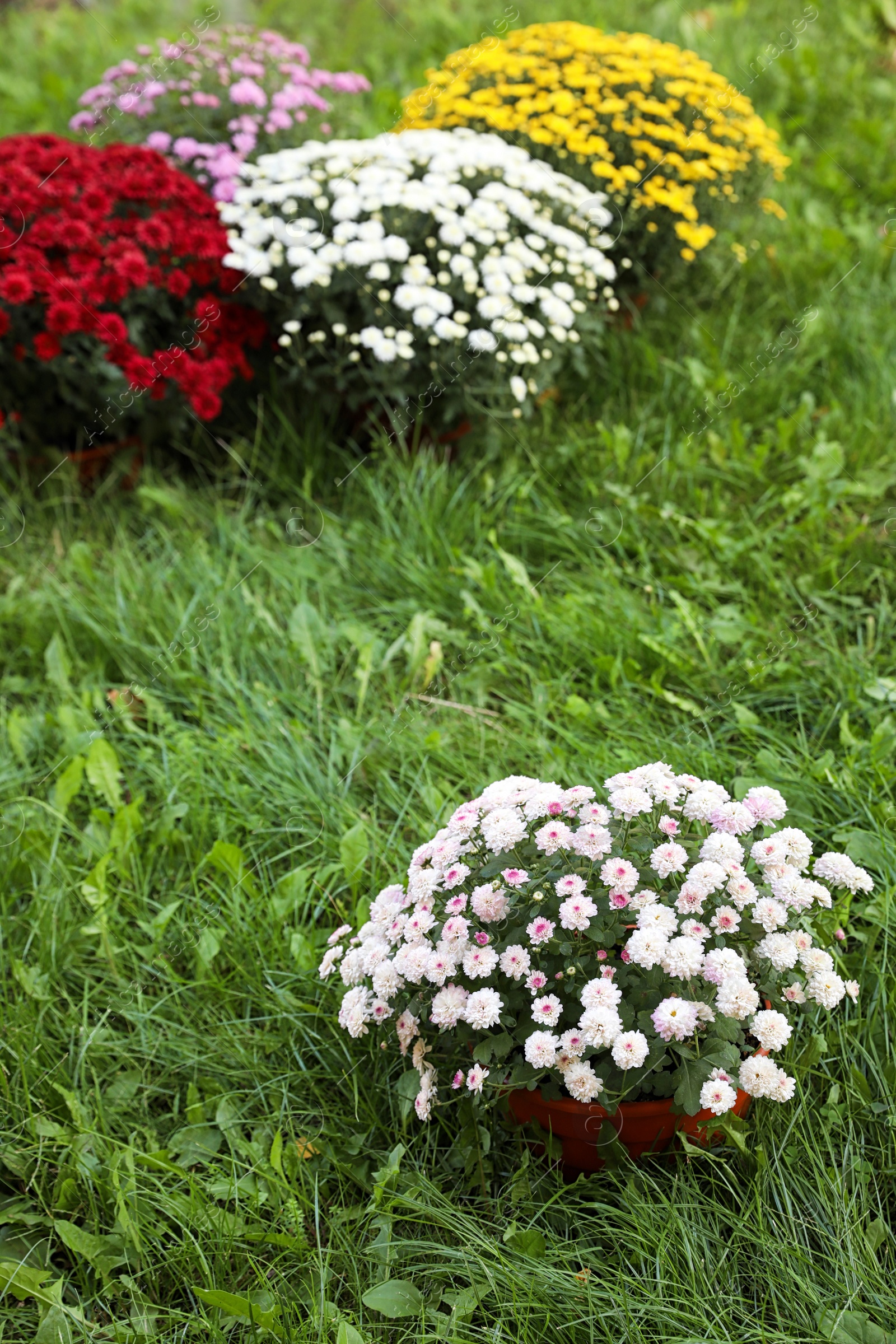 Photo of Beautiful blooming Chrysanthemum bushes outdoors. Autumn flowers