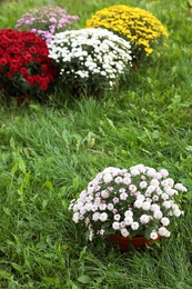 Beautiful blooming Chrysanthemum bushes outdoors. Autumn flowers