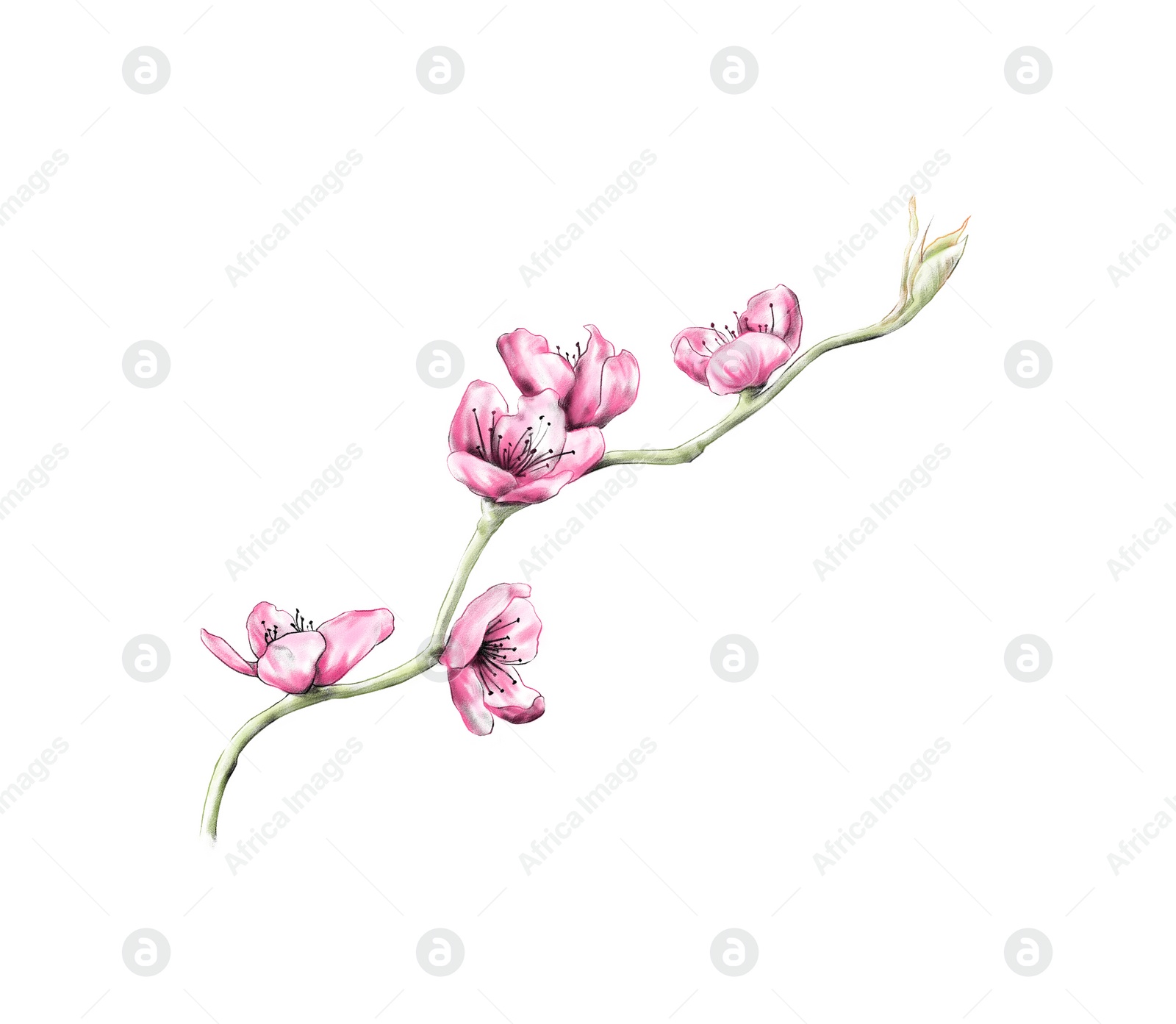 Illustration of Blooming sakura tree branch with pink flowers on white background, illustration