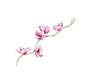 Blooming sakura tree branch with pink flowers on white background, illustration