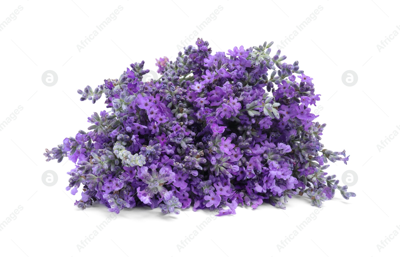 Photo of Bouquet of beautiful lavender flowers isolated on white