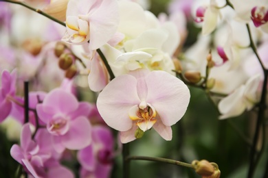 Photo of Beautiful blooming orchid flowers, closeup. Tropical plant