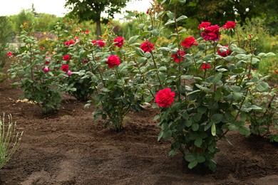Photo of Beautiful blooming rose bushes in flowerbed outdoors