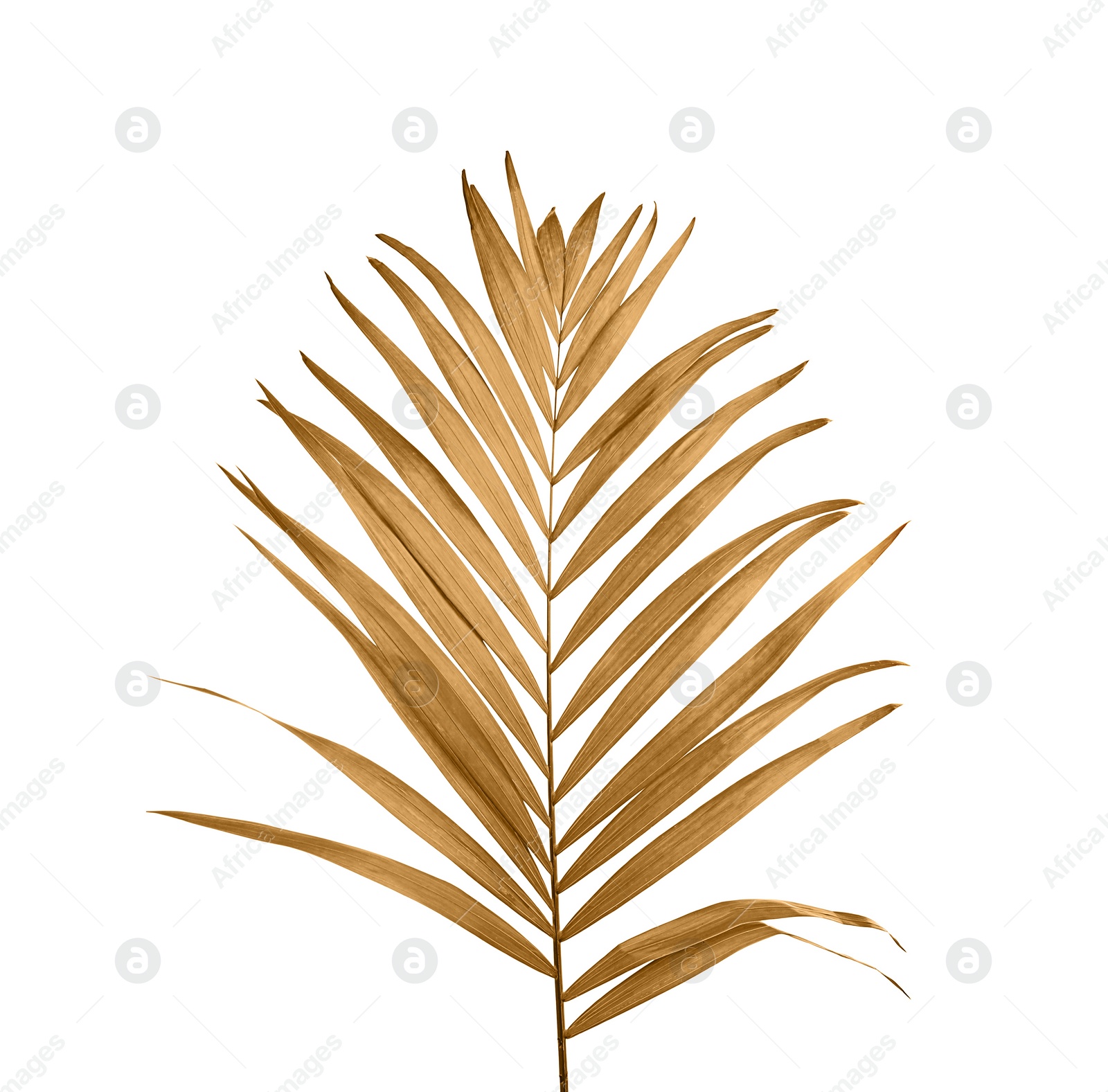 Image of Beautiful golden tropical leaf on white background