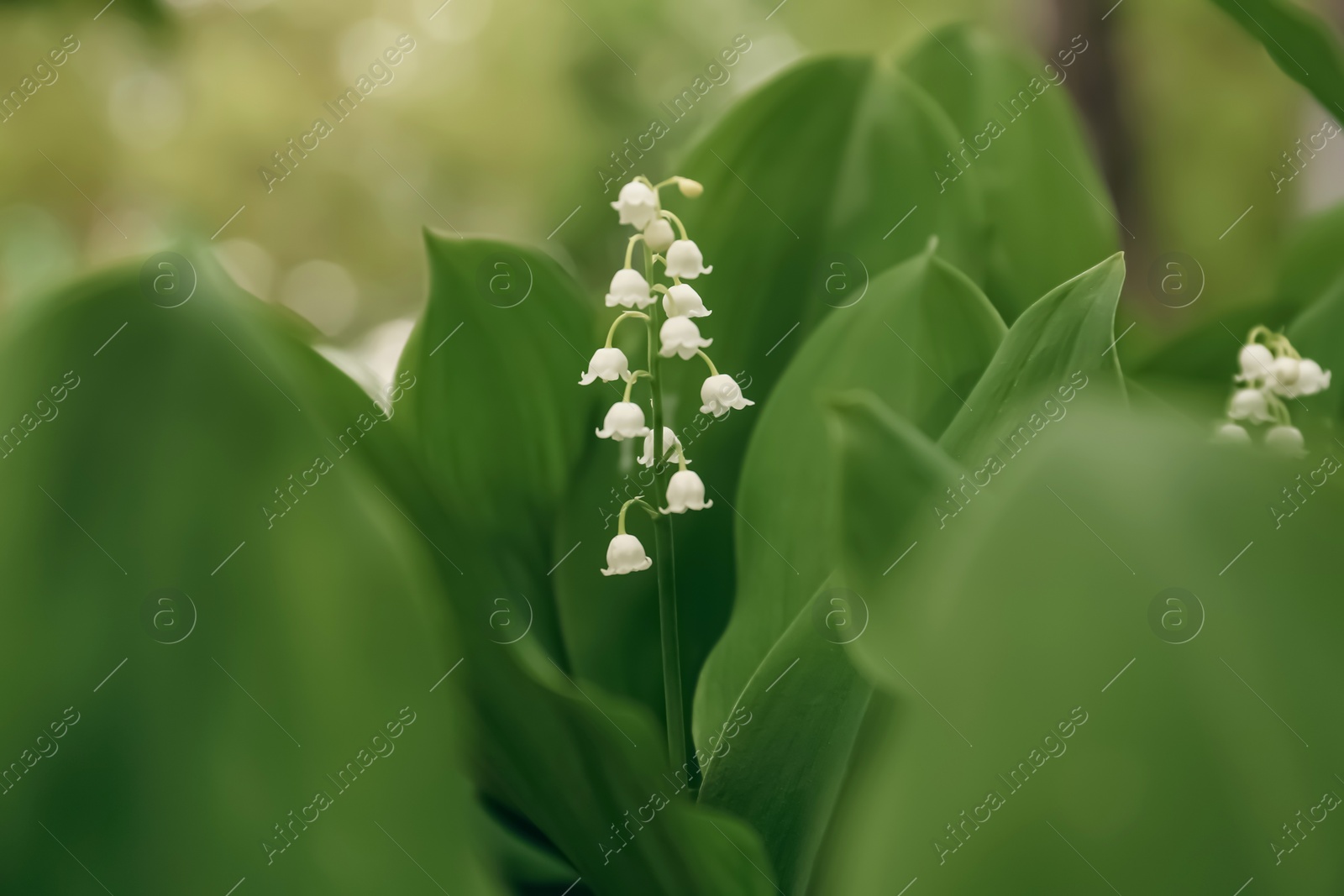 Photo of Beautiful lily of the valley flower on blurred background, closeup