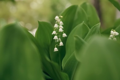 Photo of Beautiful lily of the valley flower on blurred background, closeup