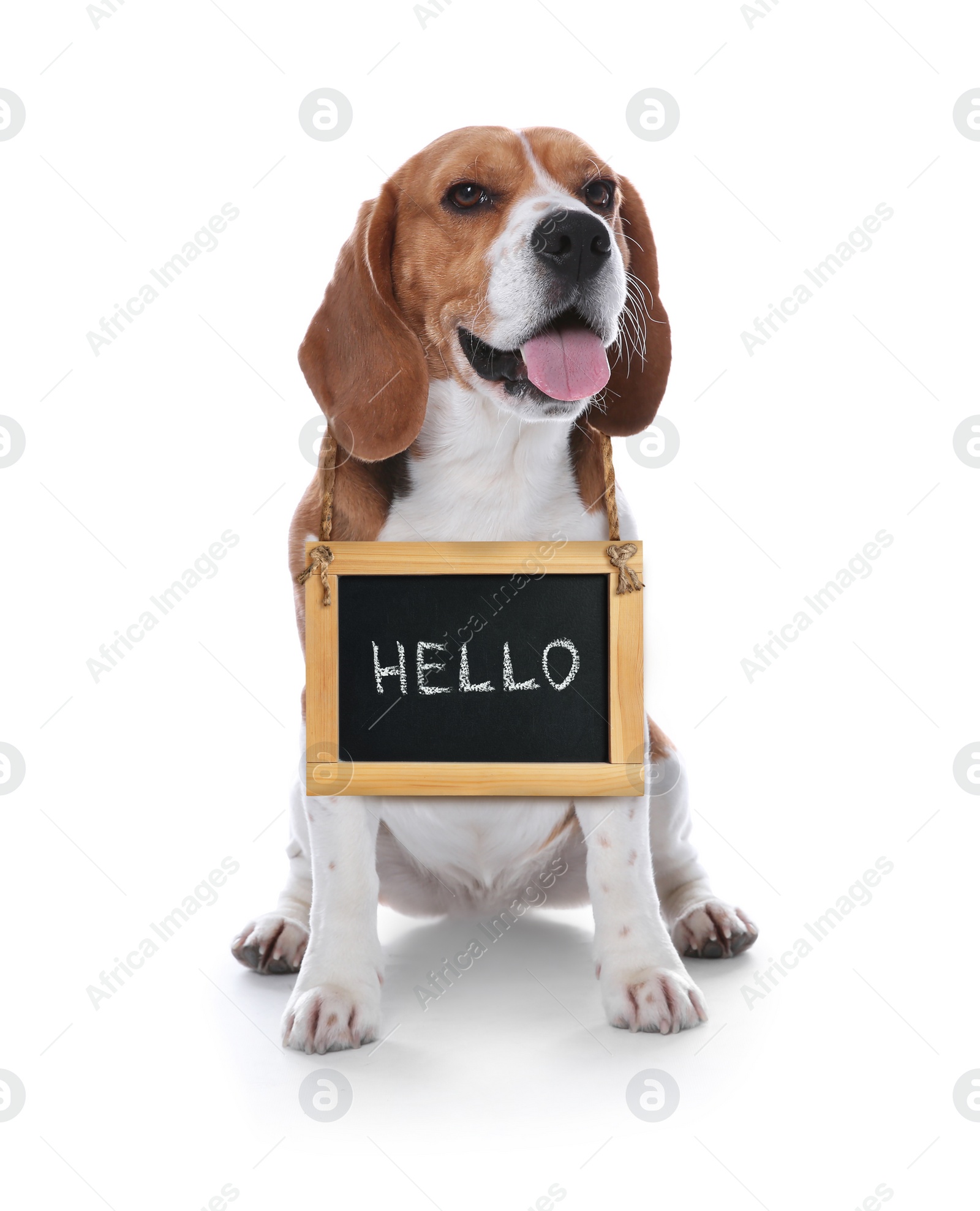Image of Adorable dog with Hello sign on white background