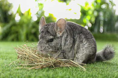 Cute funny grey chinchilla with hay on green grass