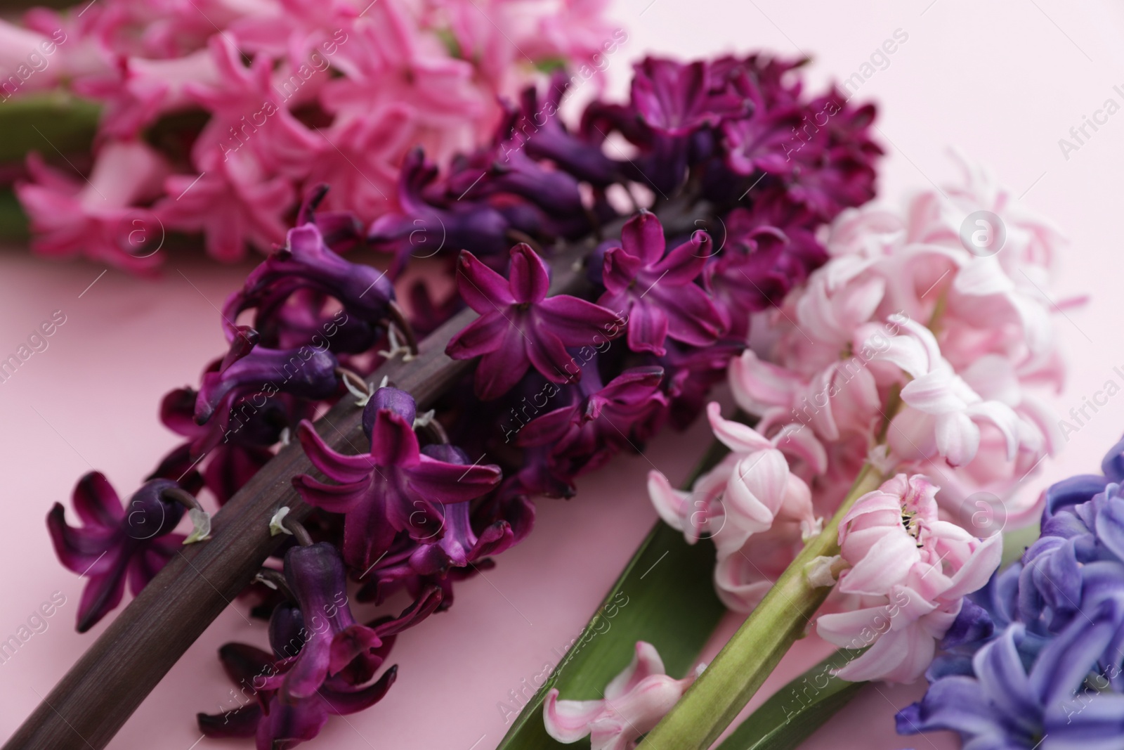 Photo of Beautiful spring hyacinth flowers on color background, closeup