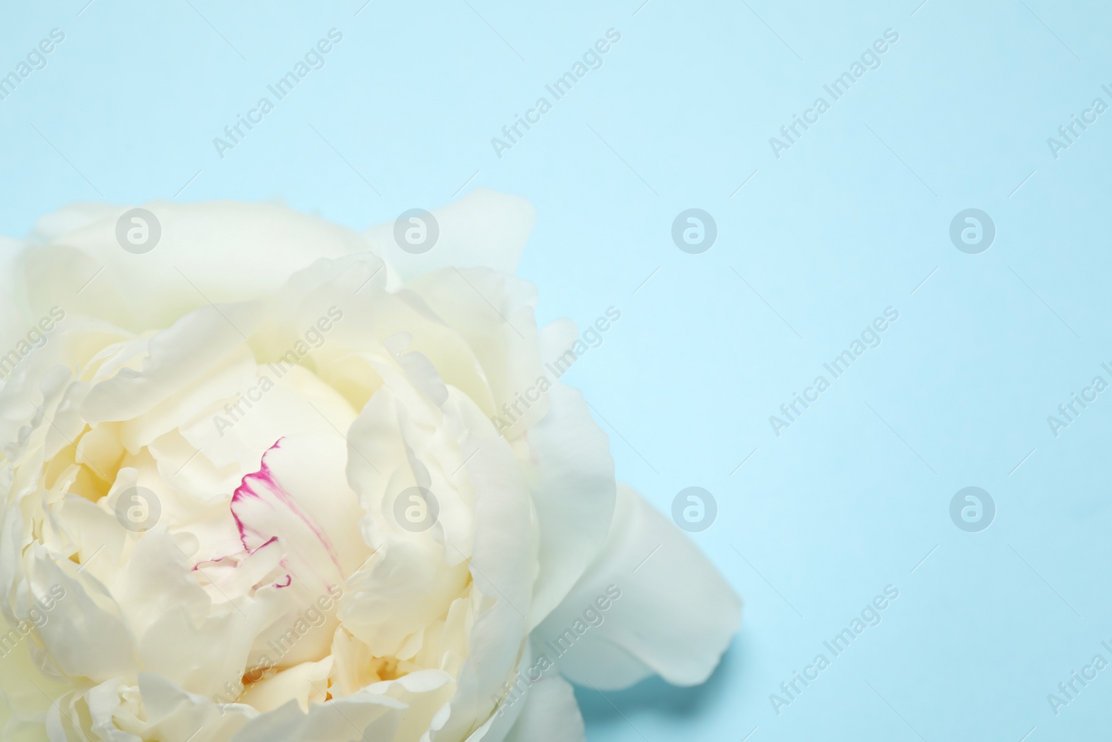 Photo of Beautiful white peony on light blue background, top view. Space for text