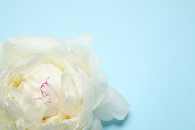 Photo of Beautiful white peony on light blue background, top view. Space for text